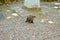 Cute Callosciurus erythraeus running to the ground eating hazelnuts and nuts