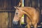 Cute calm brown horse standing in a stable