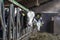 Cute calves looking through the bars of the stable