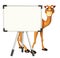 Cute Camel cartoon character with white board