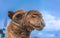 Cute Camel Face Desert Animal