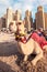 Cute camel on the famous Jumeirah Beach in Dubai, United Arab Emirates