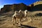 A cute camel in the Ghost City in Xinjiang, China