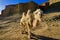 A cute camel in the Ghost City in Xinjiang, China