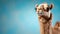 Cute camel looking at camera, blue background, outdoors generated by AI