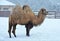 Cute camel standing on the snowy ground