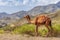 Cute Camels in mountain, Tigray region, Northern Ethiopia