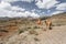 Cute Camels in mountain, Tigray region, Northern Ethiopia