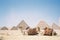 Cute camels sitting on the sand in front of beautiful Egyptian pyramids