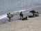 Cute Canada geese lingering on the shore of Jericho beach, Canada, 2018