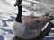 Cute Canada goose closeup and enjoying a swim on a fine winter day