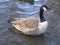 Cute Canada goose enjoying a swim on a fine winter day