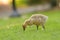 Cute canada goose gosling feeding on grasses