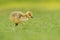 Cute canada goose gosling feeding on grasses