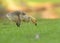 Cute canada goose gosling feeding on grasses