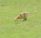 Cute canada goose gosling feeding on grasses