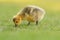 Cute canada goose gosling feeding on grasses