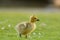 Cute canada goose gosling feeding on grasses