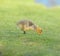 Cute canada goose gosling feeding on grasses