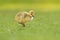 Cute canada goose gosling feeding on grasses