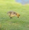 Cute canada goose gosling feeding on grasses