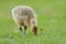 Cute canada goose gosling feeding on grasses