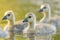 Cute canada goose gosling swimming in a lake