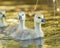 Cute canada goose gosling swimming in a lake