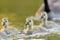 Cute canada goose gosling swimming in a lake