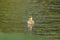 Cute canada goose gosling swimming in a lake