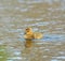 Cute canada goose gosling swimming in a lake