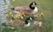 Cute canadian geese, family with newborn baby goslings swimming in the water