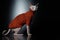Cute Canadian hairless sphinx cat in fashion red coat, cat model in dress, Black background