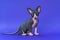 Cute Canadian Sphynx kitten of color blue and white with big eyes sitting on blue background