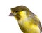 Cute canary bird
