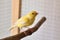 Cute canary on perch in cage