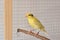 Cute canary standing on perch in cage
