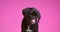 Cute cane corso black puppy in studio