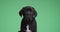 Cute cane corso black puppy in studio