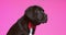 Cute cane corso black puppy in studio