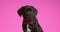 Cute cane corso black puppy in studio