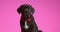 Cute cane corso black puppy in studio