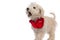 Cute caniche dog barking and wearing a red bandana