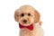 Cute caniche dog feeling happy and wearing a red bowtie