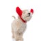 Cute caniche dog wearing red devil horns