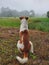 Cute canine companion enjoying the peaceful morning in a foggy landscape