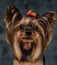 Cute canine pet yorkshire terrier breed against dark background