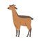 Cute Canna African Animal, Antelope Wild Herbivore Jungle Animal Cartoon Vector Illustration