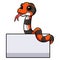 Cute cape coral snake cartoon with blank sign