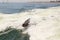 A cute Cape fur seal riding the surf behind a boat